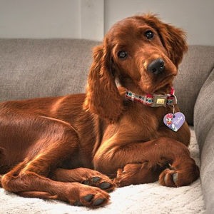 Meet your Posher, Anne-frédérique